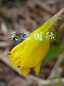 英迈国际