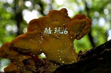 酷玩6拆机换电池视频(从续航、充电、散热三方面实测 iQOO Neo5 SE能带来怎样的体验？)