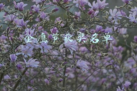 金鹰节获奖名单有外人吗都是自己家罢了(金鹰节金鹰奖24座，老炮唐国强、王刚等陪跑，揭秘光鲜背后的真实)