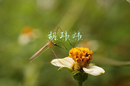 胡玮炜