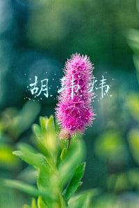胡玮炜