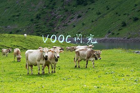 VOOC闪充
