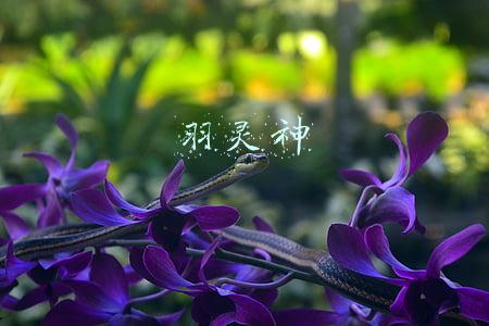 羽灵神