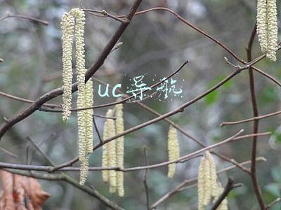 uc导航主页(360导航UC浏览器等为色情低俗信息引流被整治)