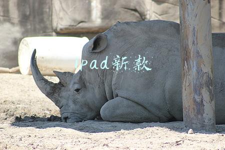 ipad新款