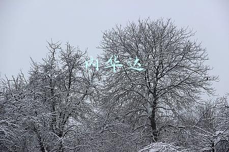 内华达