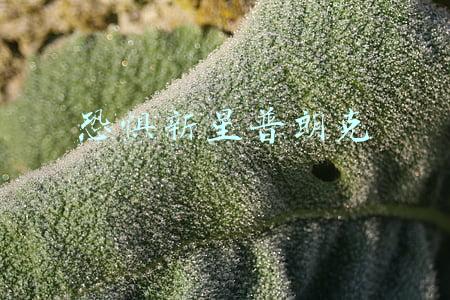 恐惧新星普朗克
