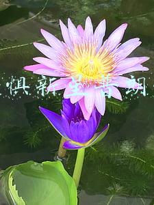 恐惧新星普朗克