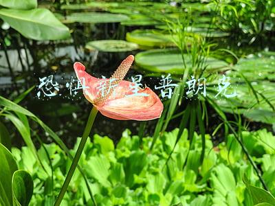 恐惧新星普朗克