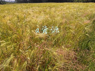 a资源