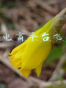 万达电商平台飞凡网