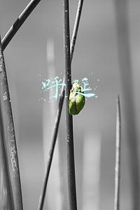 呼延