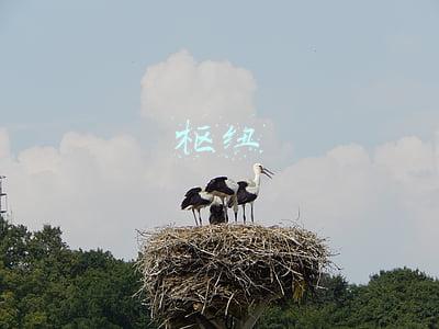 枢纽