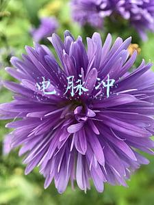 电脉冲