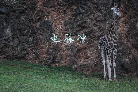 电脉冲