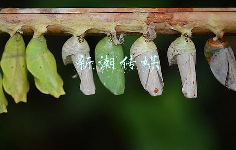 新潮传媒