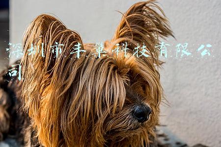 深圳市丰巢科技有限公司怎么样(丰巢被罚5万元)