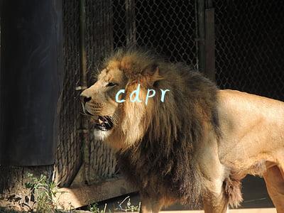 cdpr
