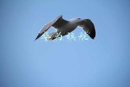 华为旗舰