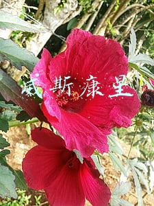 威斯康星