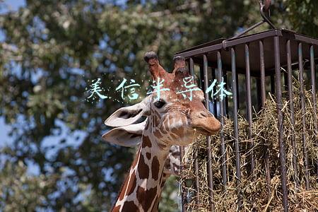 美信半导体maxim官网(模拟芯片巨头ADI完成收购美信集成 第一大市场中国业务整合已启动 行业担忧浮现)