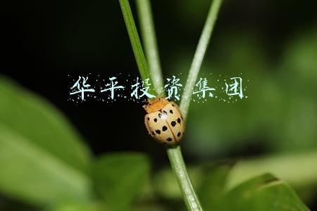 华平投资集团招聘(网络招聘行业处在风口浪尖 信息安全敲响警钟)