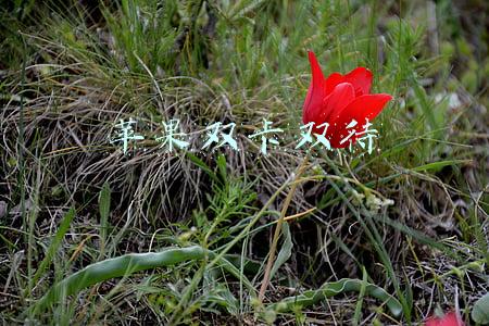 苹果双卡双待