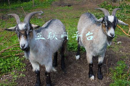 互联网平台
