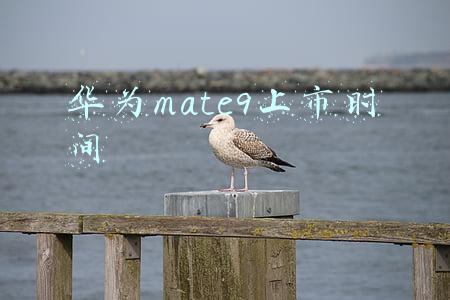 华为mate9上市时间