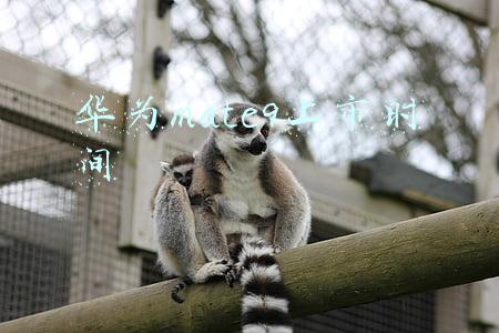 华为mate9上市时间