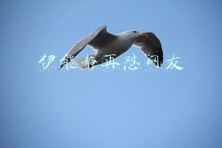伊能静再怼网友