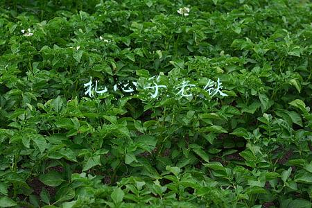 扎心了老铁