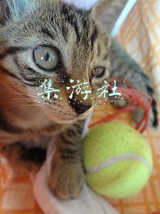 集游社