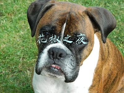 花椒之夜