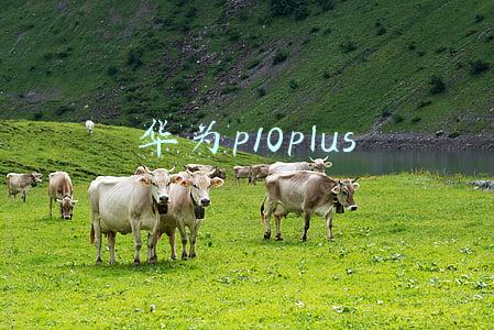华为p10plus上市时间(4388元起！华为宣布P10 Plus亮黑版8月14日零时开售)