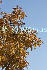 华为p10plus