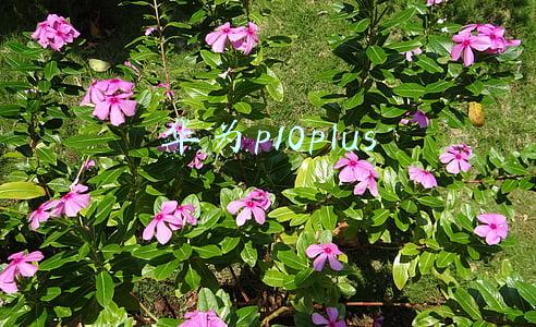 华为p10plus电池容量(华为p10plus电池好用吗)