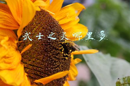 武士之灵哪里多