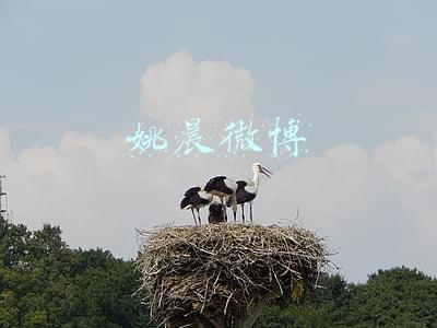 姚晨微博