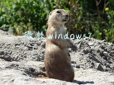 微软windows7