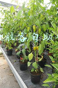 必胜客自助餐