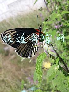 铁道部官网12306订票(12306商业广告上线 2345.com等大牌尝鲜)
