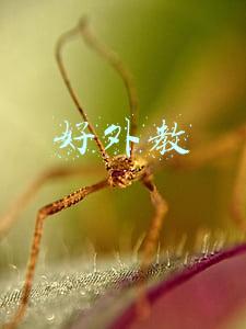 好外教