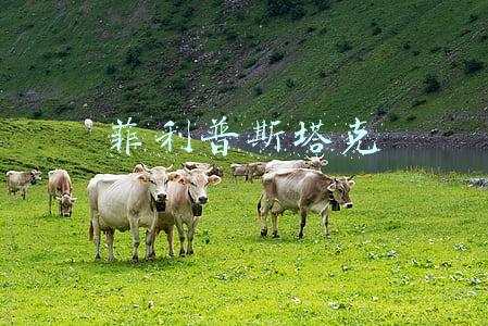 菲利普斯塔克
