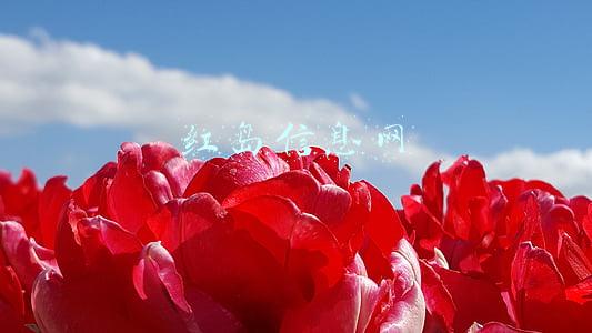 最新！红岛街道部分安置区进展来了_红岛街道政府官网