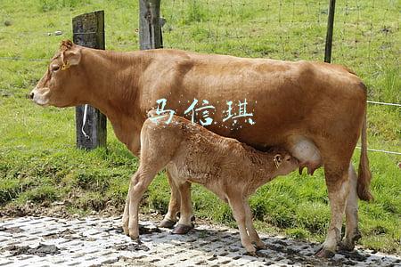 马信琪