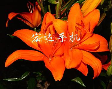 宏达手机