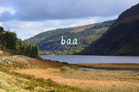 baa