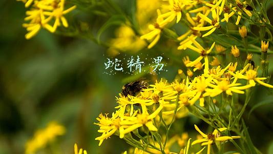 蛇精男