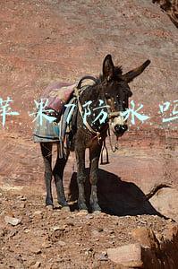苹果7防水吗